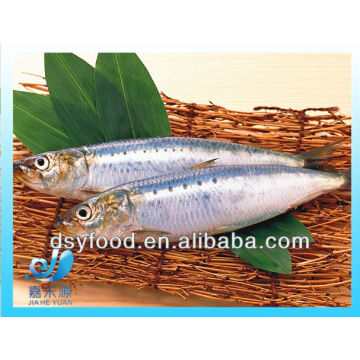 frozen fresh sardine fish for canned fish